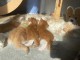 Chaton disponible pour adoption 