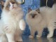 Chaton ragdoll femelle et mâle à donner 