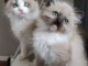 Chaton à adopter disponible 