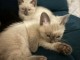 Bébé chaton siamois a donner 