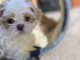 chiots Shih Tzu à a donner 