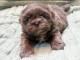 Chiots Shih Tzu à donner 