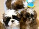 Chiots Shih Tzu à donner 