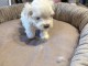 Chiots bichon maltais à adopter 