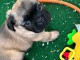 Bébé chiot bulldog français mâle à donner 