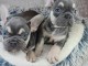 Magnifique chiot bouledogue français 