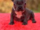 Adoption chiot bouledogue français 