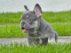 Disponible chiot bulldog français 