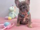 Bébé chiot bulldog français mâle à donner 