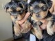 Chiots York mâle a donner 