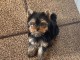 Adopter chiot York mâle disponible 