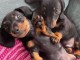 Chiots Teckel a donner 