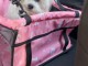 Bébé chiot bichon maltais a donner 