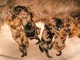 Bébé chiot teckel nain a donner 