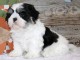 Bébé chiot Shih Tzu a donner mâle 