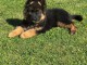 Bébé chiot berger allemand à adopter 