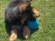 Adopter chiot berger allemand disponible 