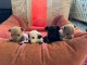 Adopter chiot chihuahua femelle et mâle 