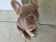 chiots bulldog français mâle à donner 
