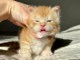 Bébé chaton roux disponible 