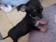 chiots chihuahua à adopter 