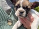 Bébé chiot bulldog français mâle à donner 