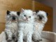 Chaton ragdoll à donner 