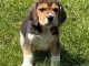 Chiots beagle disponible a donner femelle 