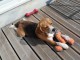 Chiots beagle mâle a donner 