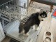 Bébé chiot dispo a donner urgent 