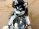 Bébé chiot pomsky a donner 
