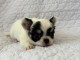 Bébé chiot chihuahua à adopter 
