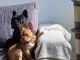 Chiots bouledogue français à donner âgés de 3 moi 