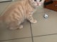Chaton roux a donner 