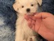 Bébé chiot bichon maltais a donner 