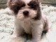 Bébé chiot Shih Tzu a donner 