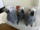 Perroquet gris Gabon a donner 