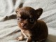 Bébé chiot chihuahua a donner 