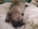 Chiots bouledogue français a donner 