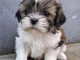 Chiots Shih Tzu à donner 