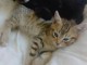 Bébé chaton Bengal disponible 