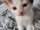 Je donne chaton dispo 