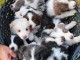 Chiots Border collier mâle et femelle a donner 