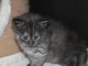 chaton norvégien a donner contre bon soin 
