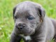 chiots cane corso à donner 
