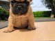 Bébé chiot bulldog français femelle a donner 