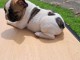Je donne chiot bulldog français mâle 