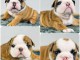 Bébé chiot bulldog anglais disponible 