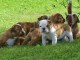 Magnifique chiot bulldog anglais disponible 