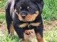 Chien ROTTWEILER disponible 